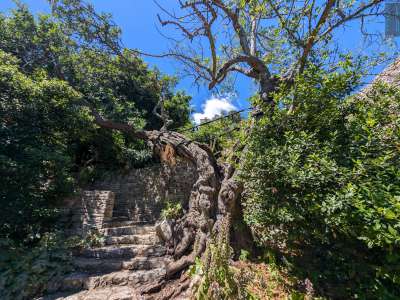 Dopo essere passati accanto a un carrubo, uno degli alberi secolari del sito...